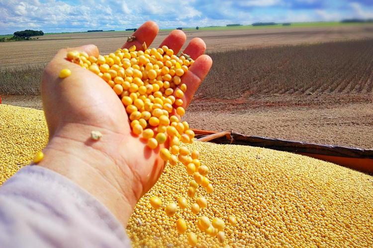 Benefícios da Soja: Descubra Alimentos Ricos