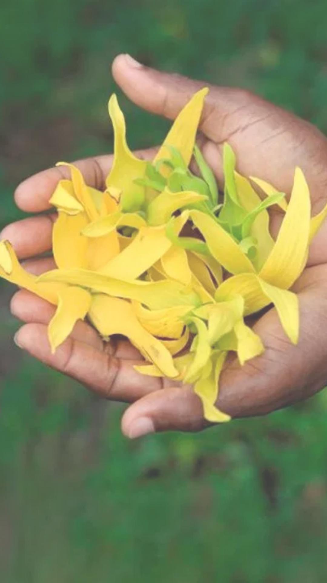 Ylang-Ylang: Conheça Benefícios e Aprenda Como Usar